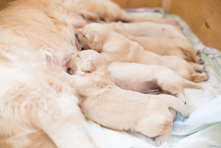 Canine reproduction hot sale veterinarian