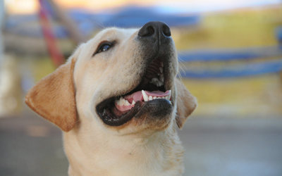 image for 7 Reasons to Celebrate National Pet Dental Health Month